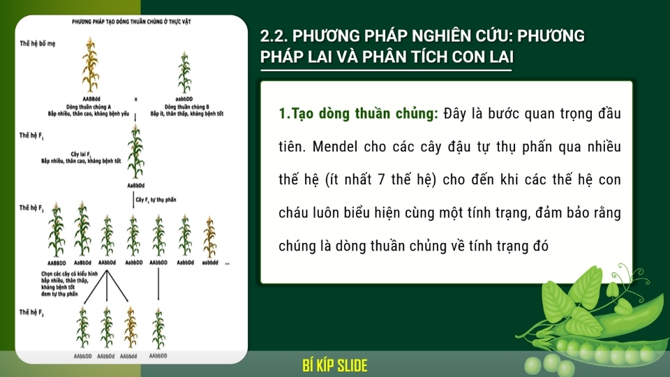 di truyền học mendel